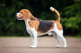 Dog 1